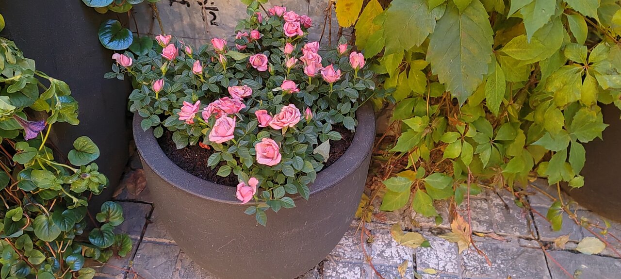 Гостиница Гельвеция Санкт-Петербург-52