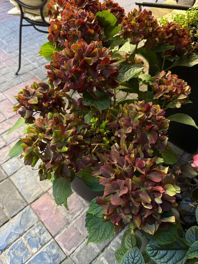 Гостиница Гельвеция Санкт-Петербург-103